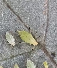 Micromyzella filicis