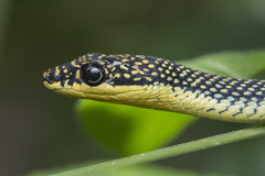 Chrysopelea paradisi