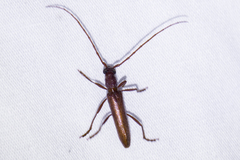 Aneflomorpha lineare