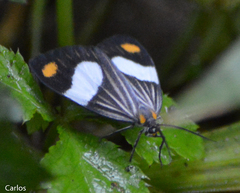 Nebulosa erymas