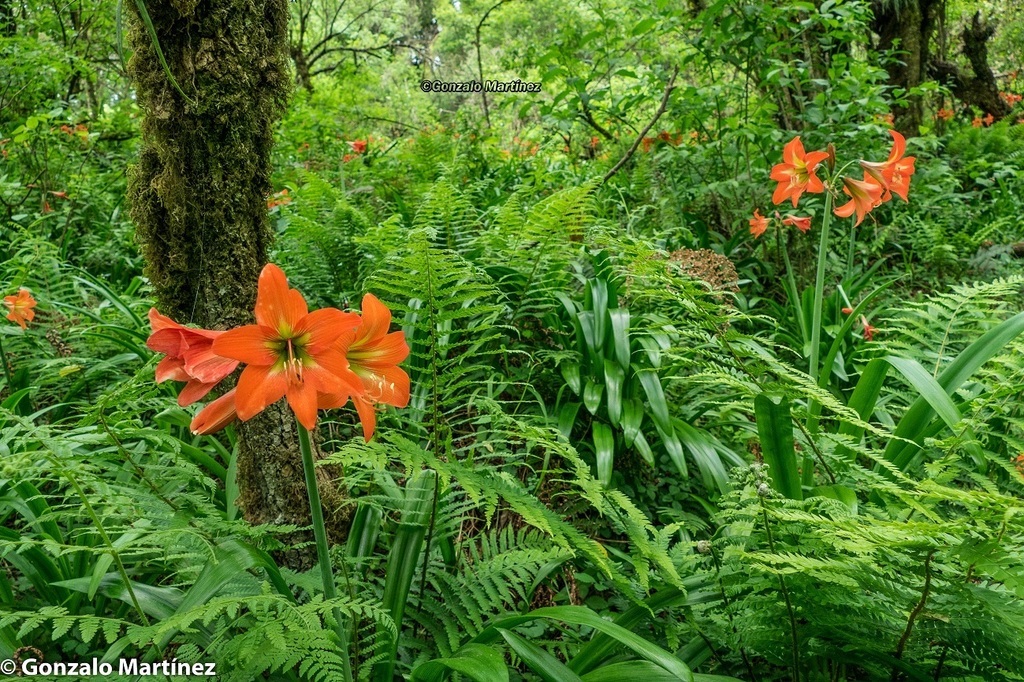 Hippeastrum aglaiae