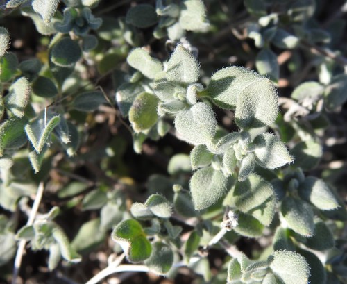 Tiquilia canescens, photograph 4