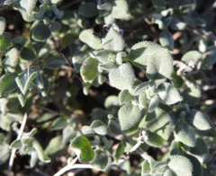 saltyhiker, CC BY, iNaturalist via GBIF Tiquilia canescens, photograph saltyhiker, CC BY, iNaturalist via GBIF