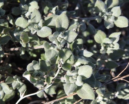 Tiquilia canescens, photograph 5