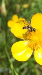 Cylindromyia auriceps