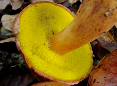 Aureoboletus flaviporus