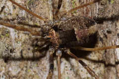 Forsteropsalis inconstans