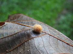 Druon quercuslanigerum