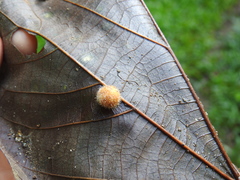 Druon quercuslanigerum