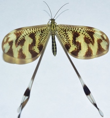 Nemoptera bipennis