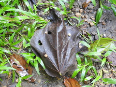 Druon quercuslanigerum