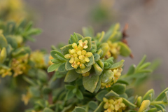 Pimelea serpyllifolia serpyllifolia