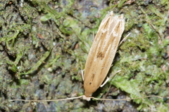 Amphixystis hapsimacha