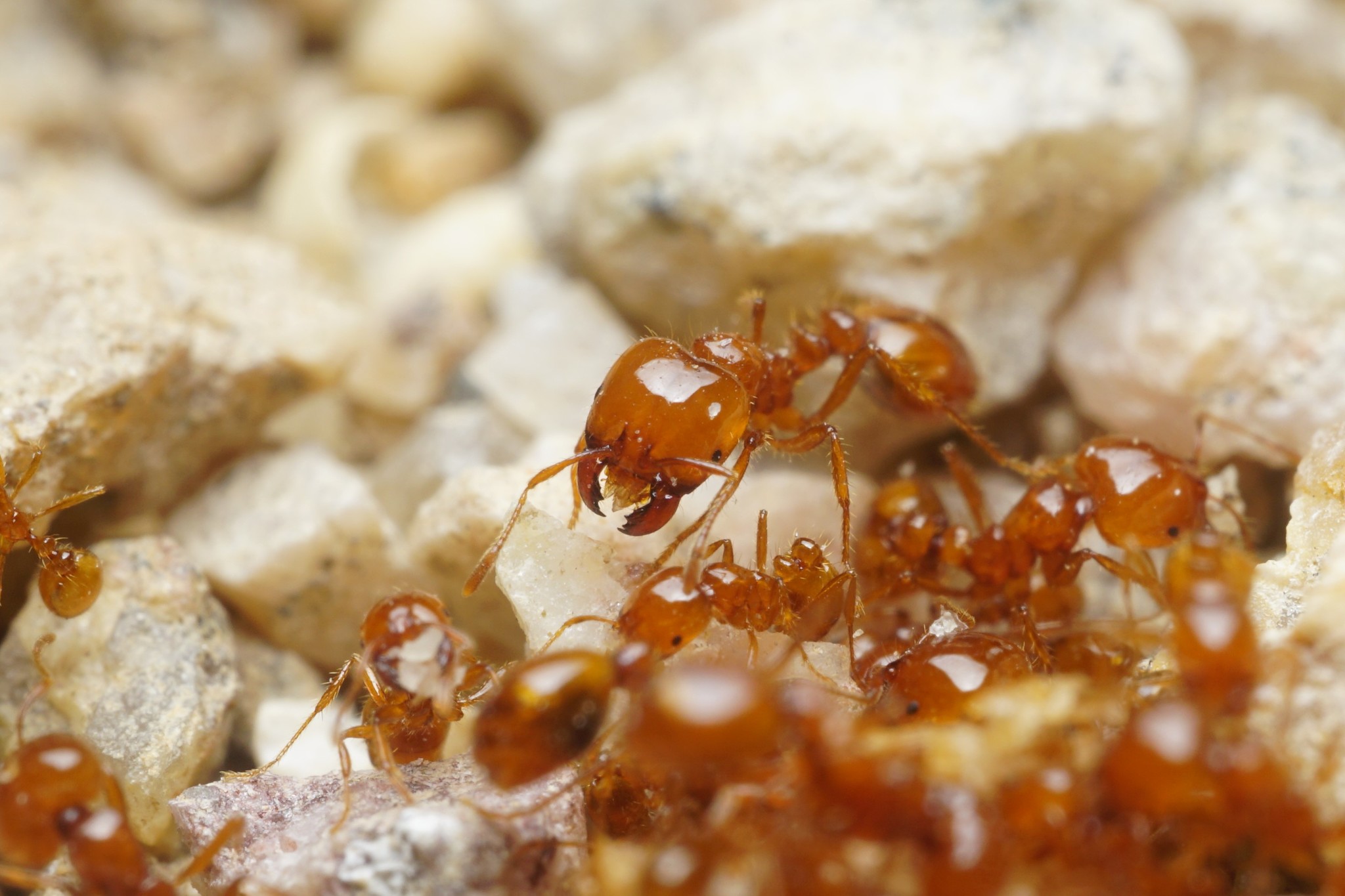 Solenopsis amblychila