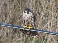 Falco peregrinus pealei