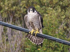 Falco peregrinus pealei