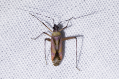 Phytocoris roseus