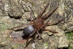 Hypodrassodes maoricus