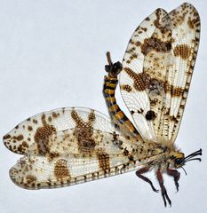 Palpares hispanus