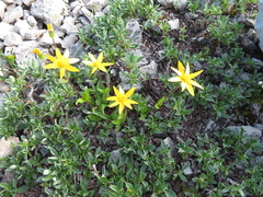 Arnica angustifolia