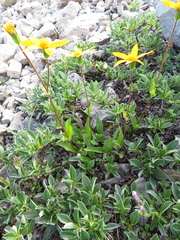 Arnica angustifolia