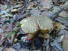 Xerocomellus diffractus