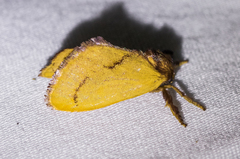 Monoleuca occidentalis