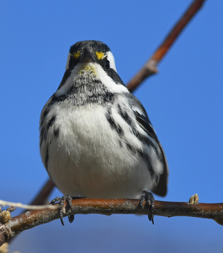 Black-throated Gray Warbler