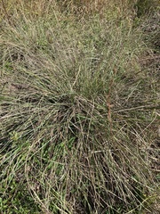 Paspalum plicatulum