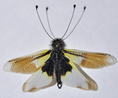 Libelloides baeticus