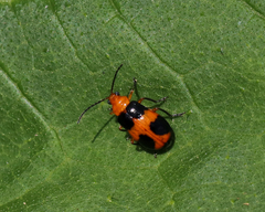 Aulacophora hilaris