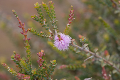 Melaleuca gibbosa