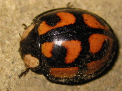 Aiolocaria hexaspilota