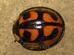 Aiolocaria hexaspilota