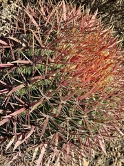 Ferocactus gracilis gracilis
