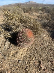 Ferocactus gracilis gracilis