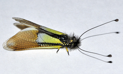 Libelloides baeticus