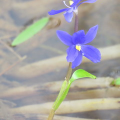 Pontederia australasica