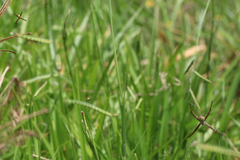 Argiope magnifica