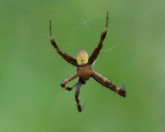 Argiope magnifica