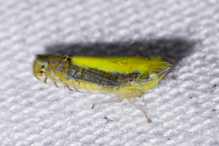 Scaphytopius elegans