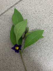 Lycianthes rantonnetii