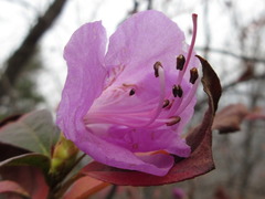 Rhododendron mucronulatum