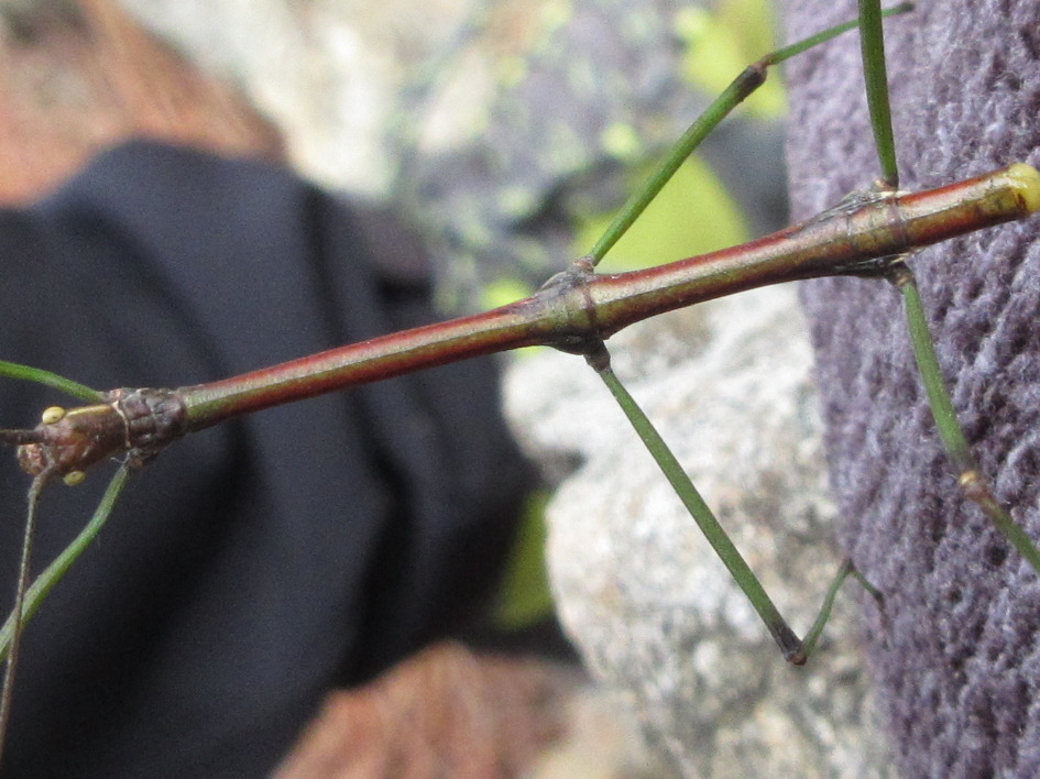 Phraortes elongatus (Thunberg, 1815)