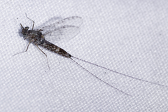 Callibaetis pictus