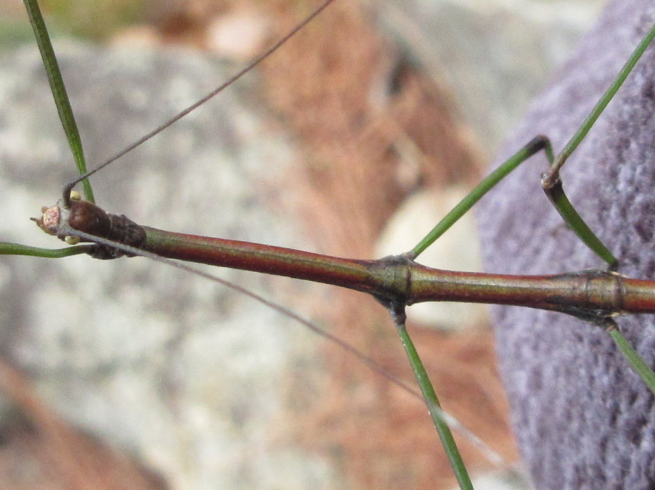 Phraortes elongatus (Thunberg, 1815)