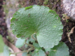 Chrysosplenium
