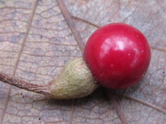 Lindera erythrocarpa