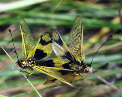 Libelloides longicornis