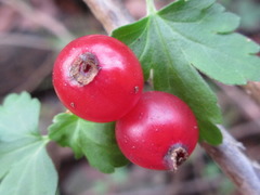 Ribes fasciculatum